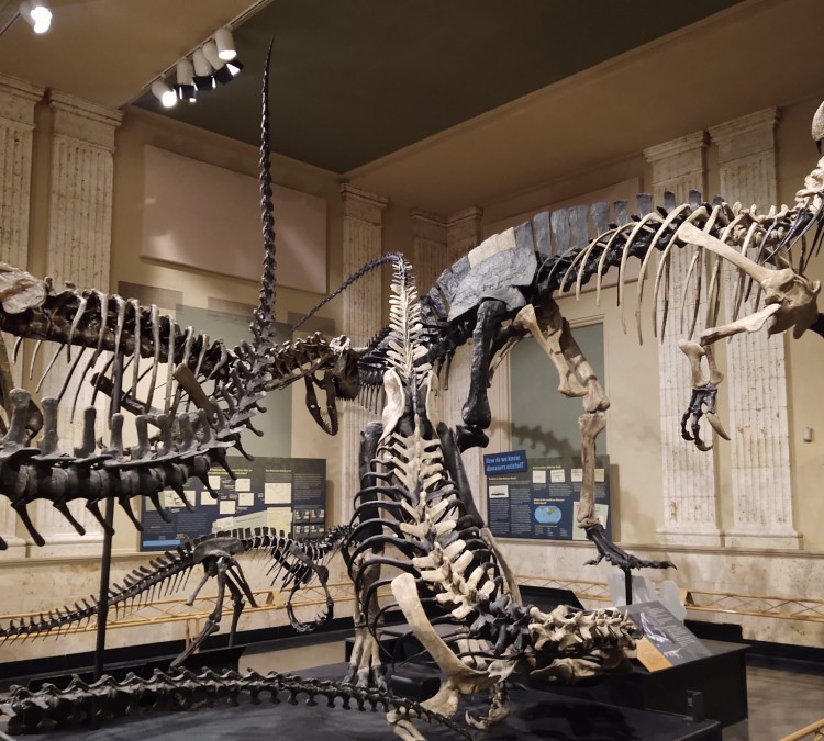 dinosaur-discovery-museum-photo
